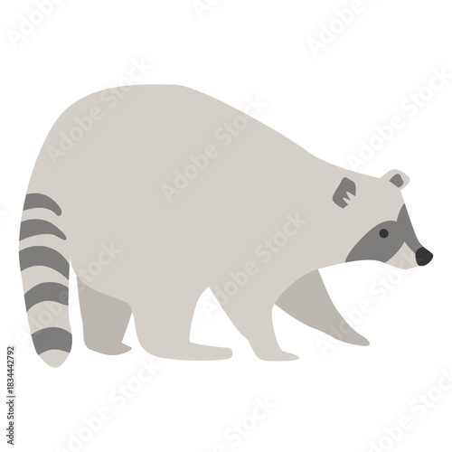Raccoon animal cute