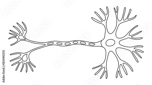 Illustration of a neuron cell, the basic unit of the nervous system, showing dendrites, axon, and cell body with nucleus. accurate scientific depiction.