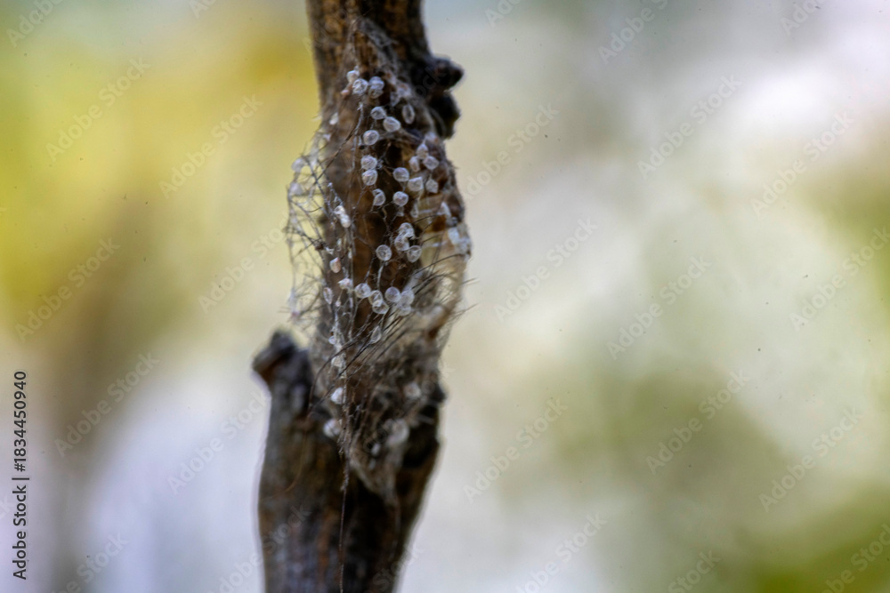 Obraz premium Citrus Mealybug Ovisac (Egg Sac) on Citrus Stem