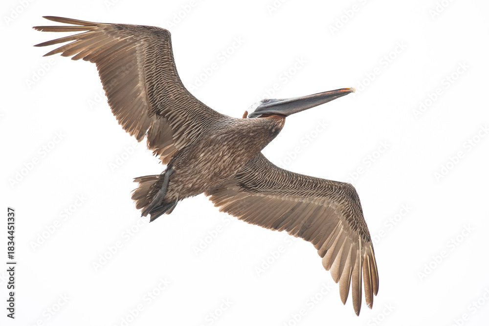 Obraz premium Nahaufnahme eines fliegenden Braunpelikans - Galapagos