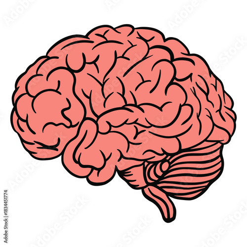 Human brain color stroke