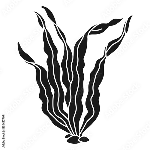 Seaweed plant nature