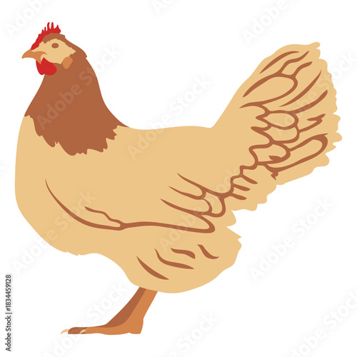 Chicken profile flat