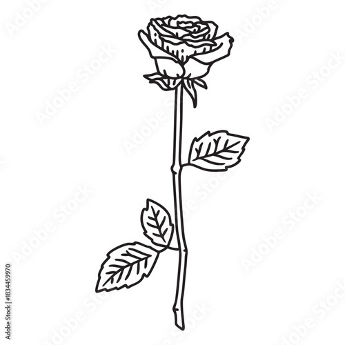 Rose single flower stroke