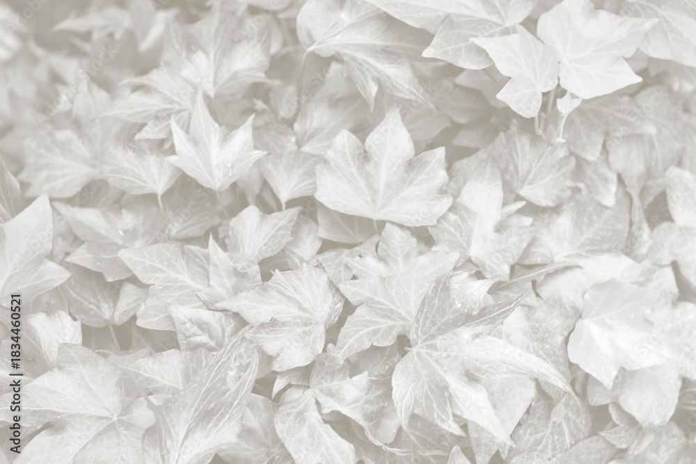 Obraz premium Cloud Dancer ivy leaves background. Monochrome color 2026.
