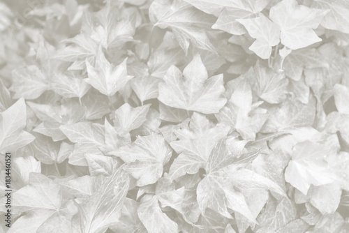 Cloud Dancer ivy leaves background. Monochrome color 2026.