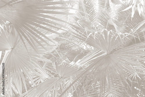 Cloud dancer color palm leaf. Monocrome texture 2026. Color of the year.