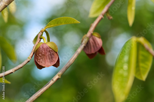 Papau, Indianerbanane, Blüte, Asimina triloba, Pawpaw