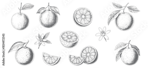 Engraved orange collection with sliced citrus and blooming blossoms. Vintage botanical citrus artwork featuring whole fruits and detailed flowers.