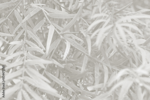 Cloud dancer color leaf texture, nature monochrome background. Color of the year 2026