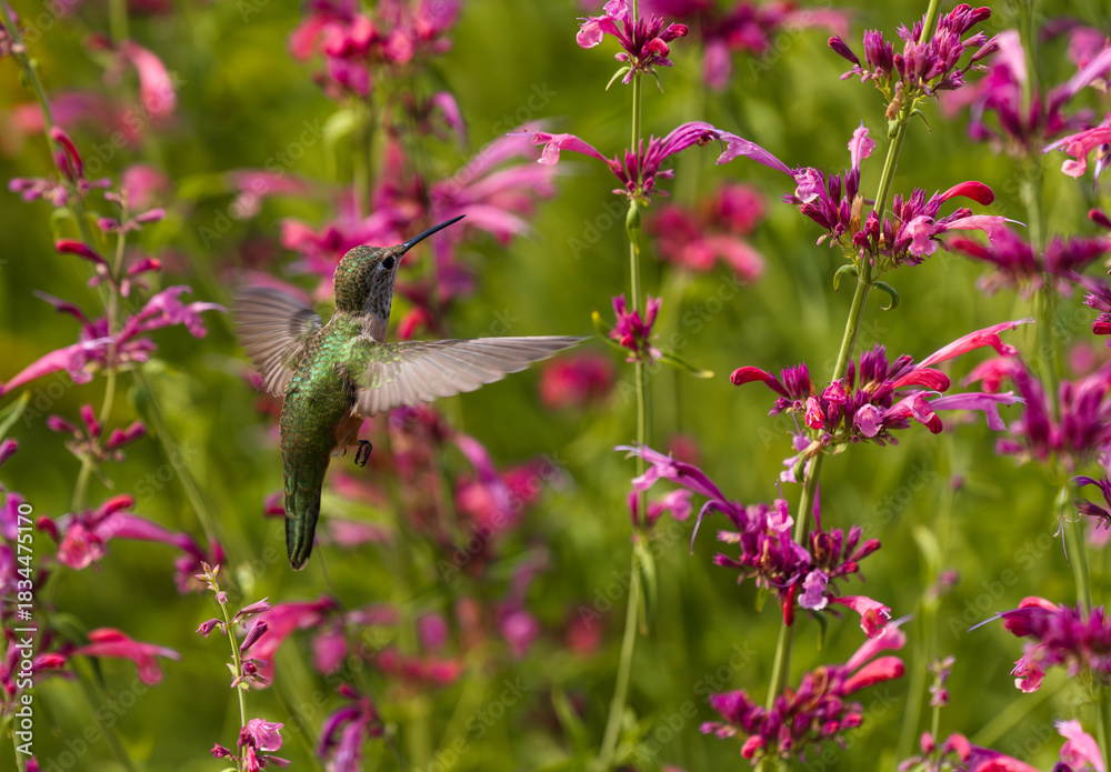 Fototapeta premium A Broad-tailed Hummingbird hovering in a blooming Hummingbird Mint or Agastache garden filled with pretty pink flowers.