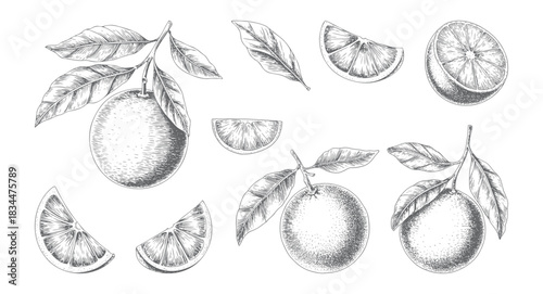 Vintage citrus slices and orange fruit illustrated in detailed hand drawn engraving.
