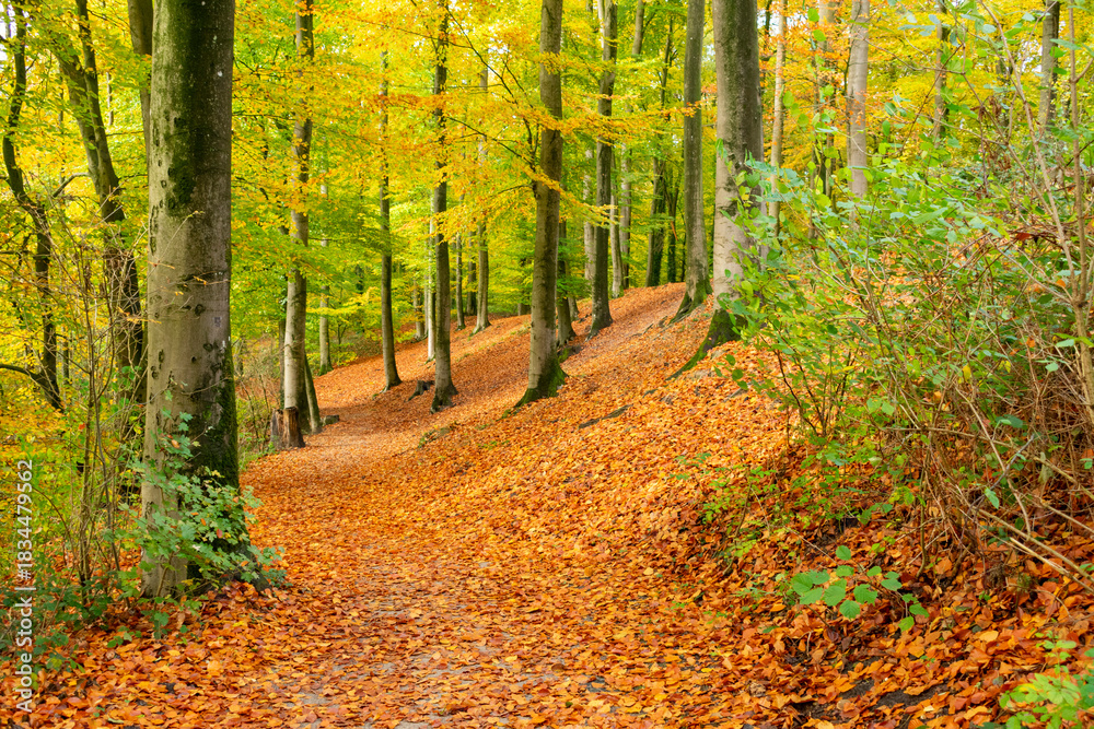 Obraz premium Wald im Herbst mit viel Laub.