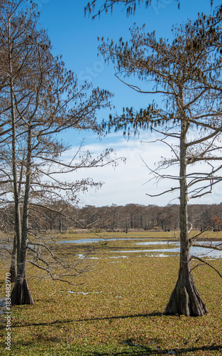 Trinity River Waterbird Rookery, near Wallisville Texas