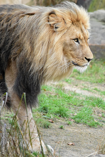 Portrait of a majestic lion