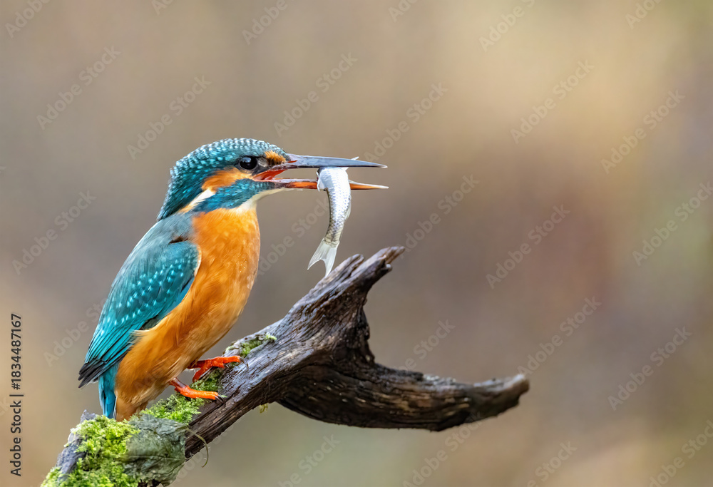 Obraz premium Eisvogel mit Beute