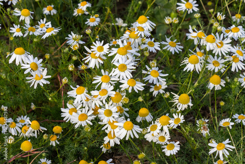 Wild Chamomile