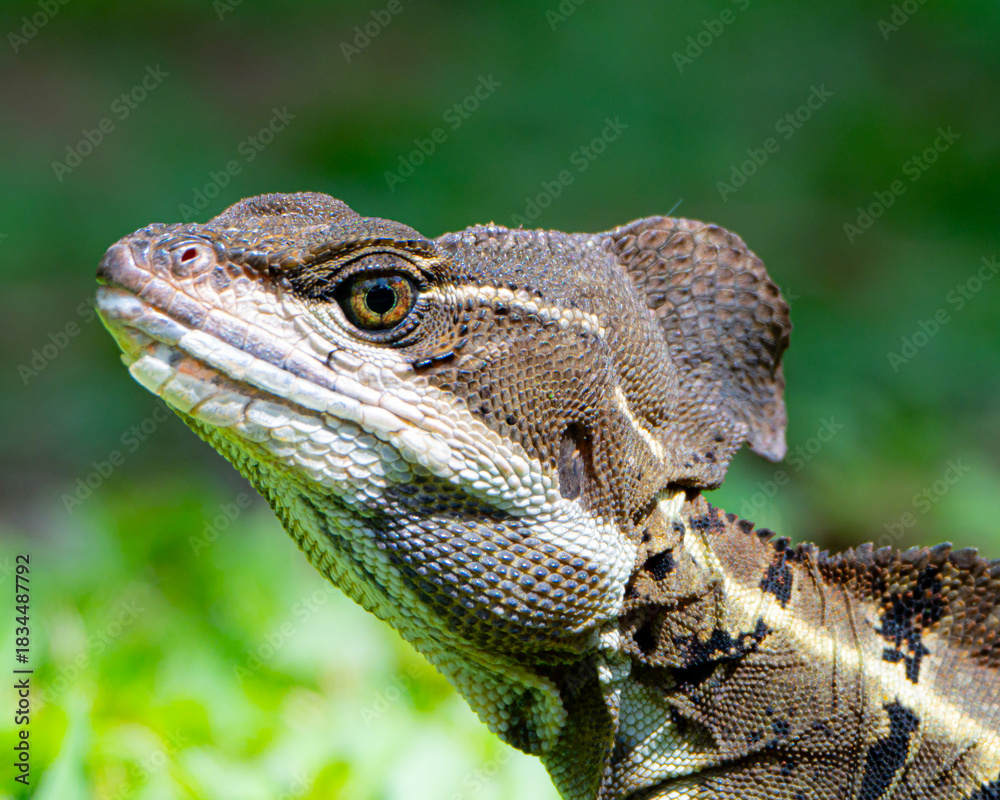 Obraz premium Basilisk Lizard in Costa Rica