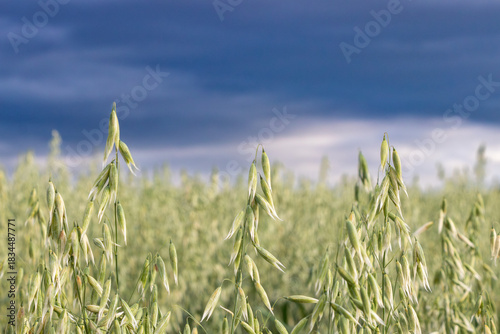 Field of Oats