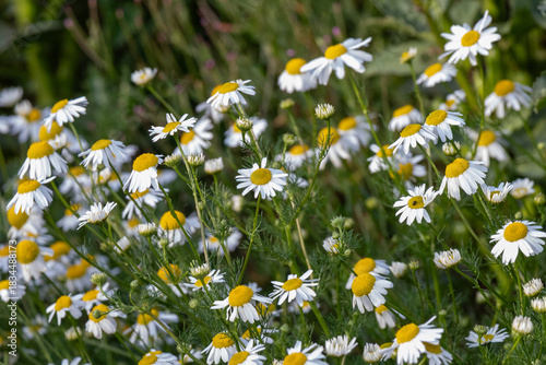 Wild Chamomile