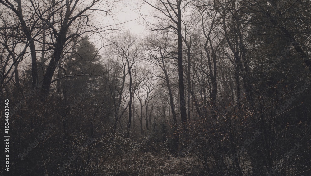 Fototapeta premium Foggy Forest Landscape With Bare Trees and Dense Mist in Early Morning Light