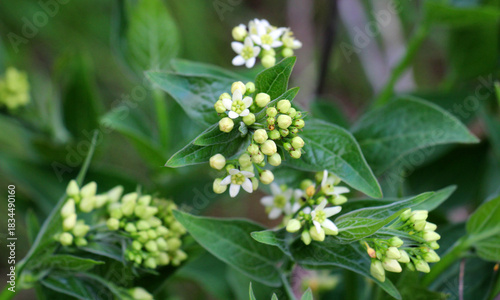 Quadro su tela In spring, Vincetoxicum hirundinaria blooms in the forest