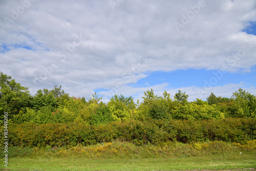 A dense row of young trees and shrubs