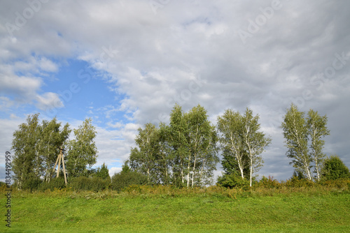 birch trees and a concrete electric pole on a hillock, a Russian countryside landscape