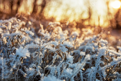 Shiny crystals of cold transparent blue hoarfrost cover the grass in a winter...