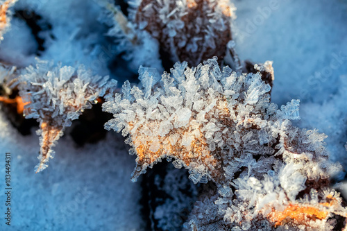 nature with shiny crystals of cold transparent blue hoarfrost cover fallen le...