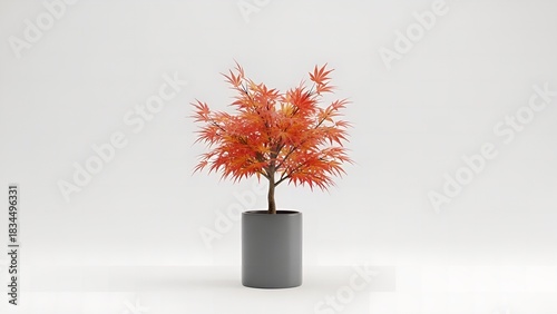 Small orange maple tree in a modern gray cylindrical pot isolated on white background