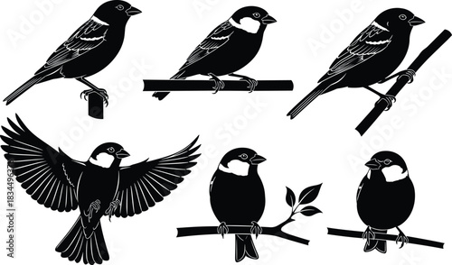 Sparrow bird silhouettes, perched sparrows, flying sparrow vector, bird clipart, black bird icons, sparrow illustration set