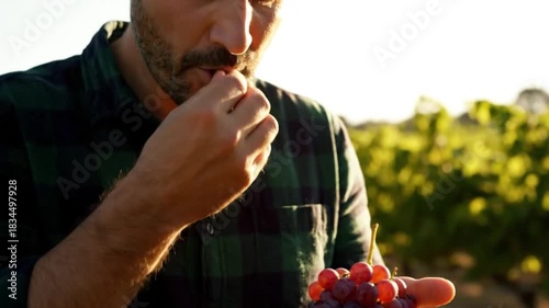 Man eating fresh red grapes in a sunny vineyard, harvest season