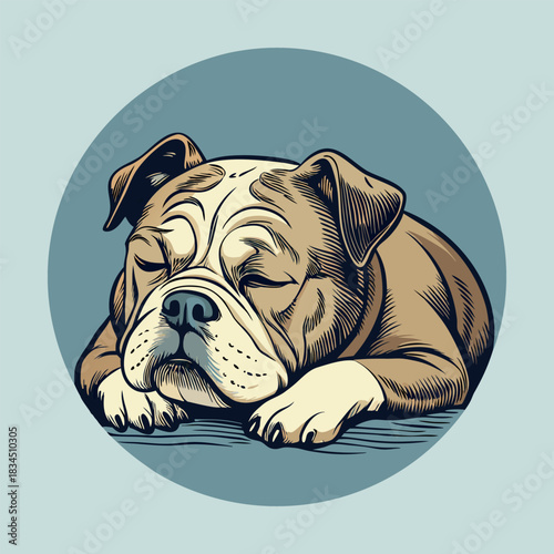 An isolated, cute English Bulldog puppy portrait, purebred canine with a funny expression