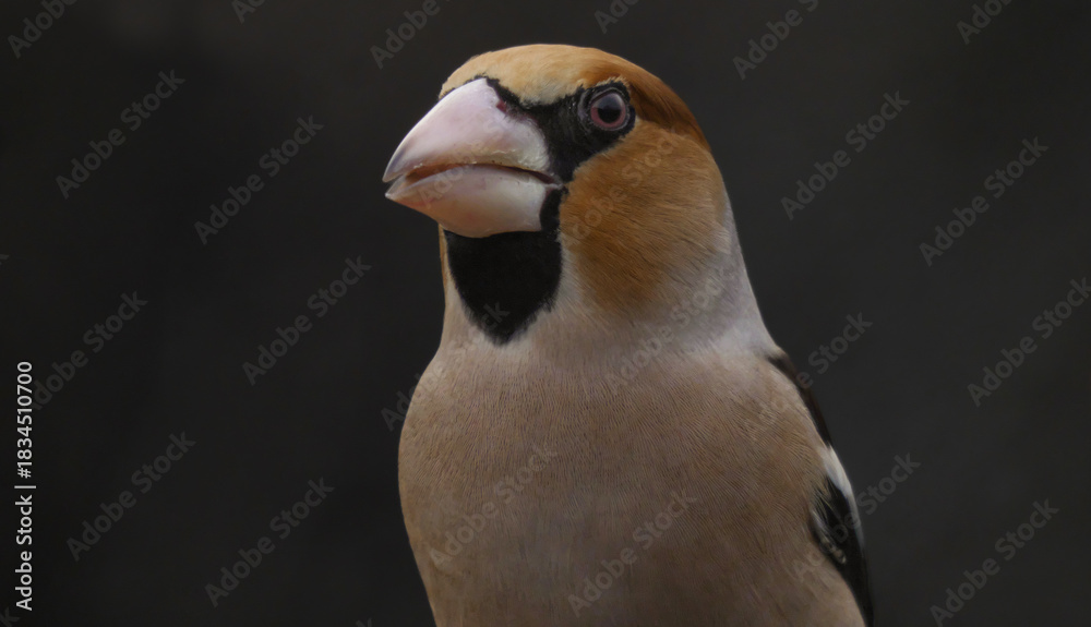 Fototapeta premium Hawfinch 