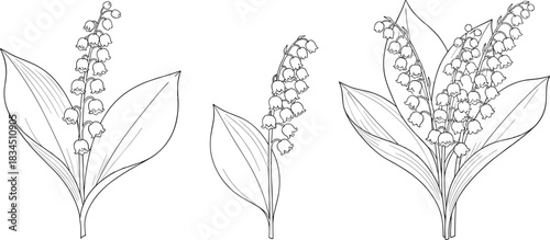 Lily of the valley, botanical line art, black and white drawing, floral illustration, plant sketch, nature study, vector design