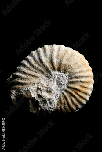 ammonite fossile isolée sur fond noir 