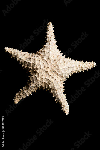 étoilée de mer isolée sur fond noir 