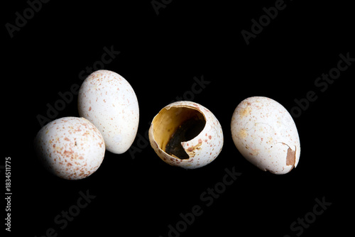 petits oeufs d'oiseau sur fond noir