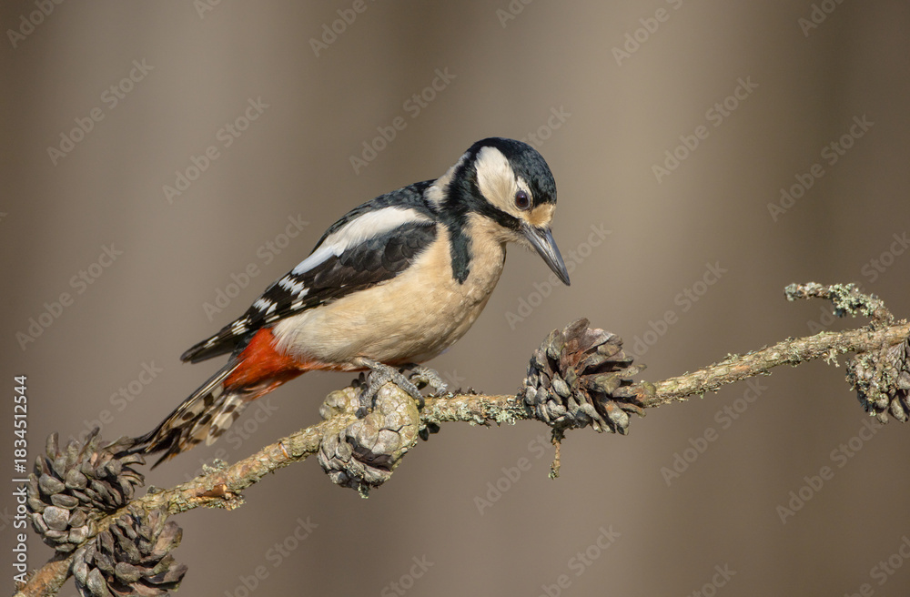 Obraz premium Great Spotted Woodpecker - female - in the wet forest in winter
