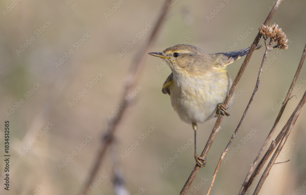 Obraz premium Willow warbler in early spring at a wetland 