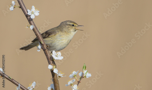 Willow warbler in early spring at a wetland 