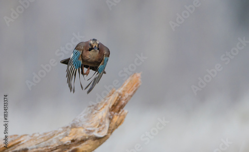 Eurasian Jay - in autumn  at a wetland