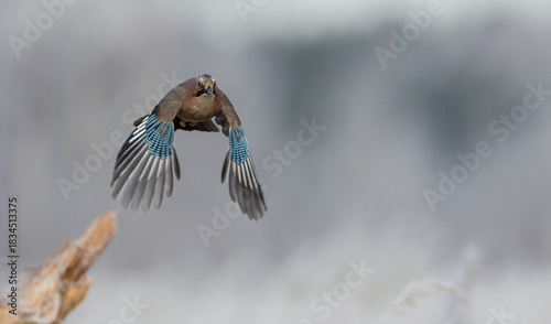 Eurasian Jay - in autumn  at a wetland