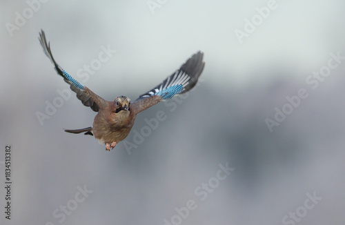 Eurasian Jay - in autumn  at a wetland