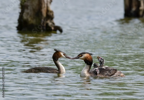 Great crested grebe	