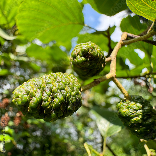Close-up shot of green, textured, immature cones or fruits of an alder tree on a branch against a blurred background of leaves and sky.