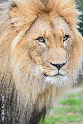 Portrait of a majestic lion

