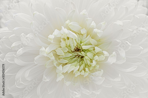 white chrysanthemum flower macro. Cloud Dancer color trend 2026