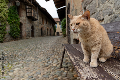 A short-haired red or ginger tabby cat sits in the foreground on an old, worn dark wooden bench, staring intently to the left. 